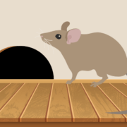Rodent Damage & Preventative Steps to Take This Winter in Bothell, WA