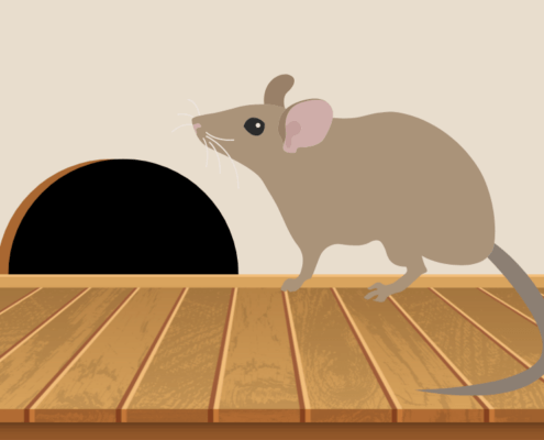 Rodent Damage & Preventative Steps to Take This Winter in Bothell, WA